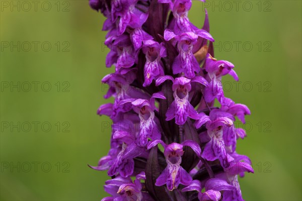 Western marsh orchid