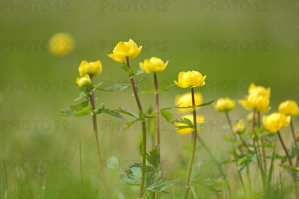 Group European globeflower