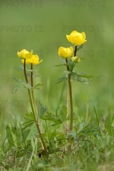 European globeflower