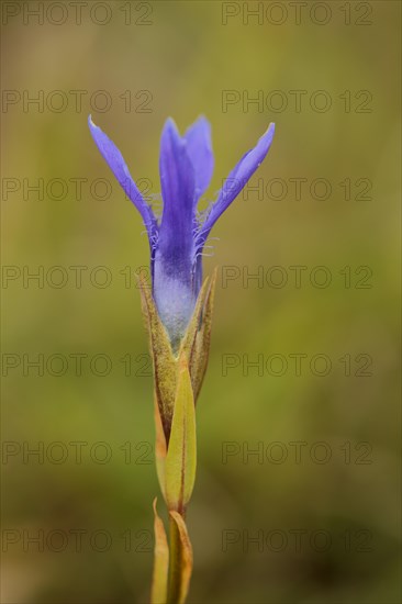 Fringed gentian