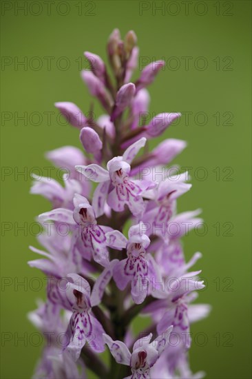 Fox common spotted orchid