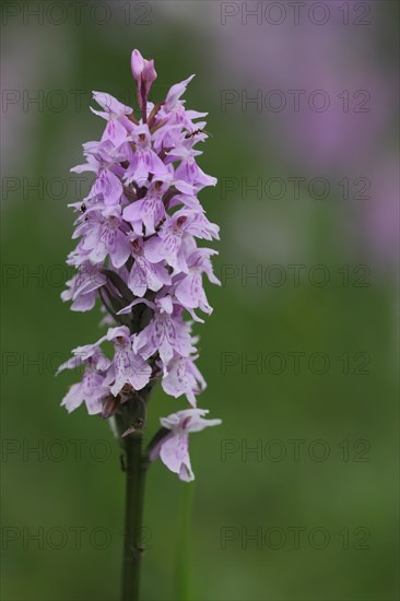 Fox common spotted orchid