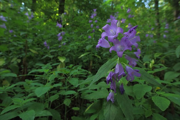 Wide-leaved bellflower