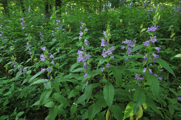 Wide-leaved bellflower