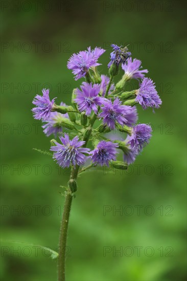 Alpine sow-thistle