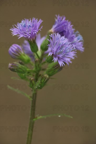 Alpine sow-thistle