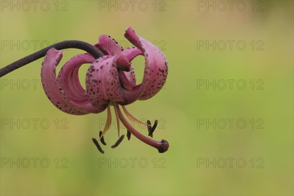 Flower of Turk's-cap lily