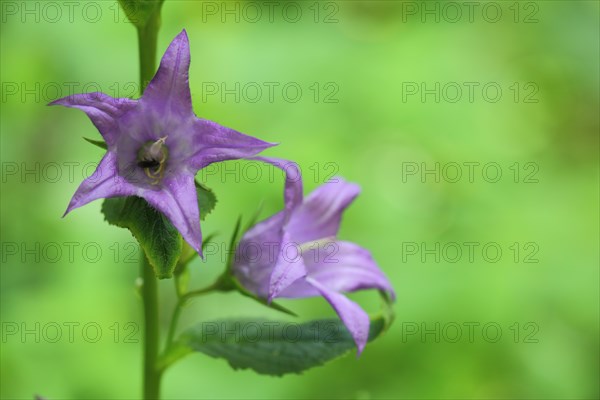 Nettle-leaved bellflower