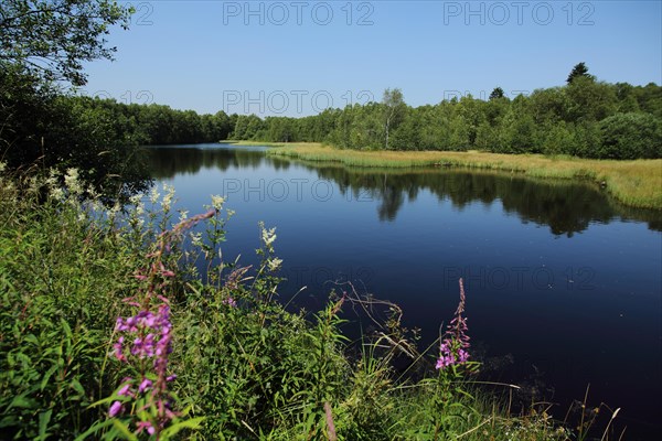 Landscape with bog lake