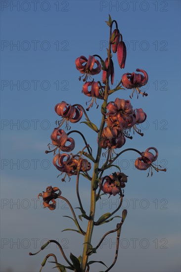 Turk's-cap lily