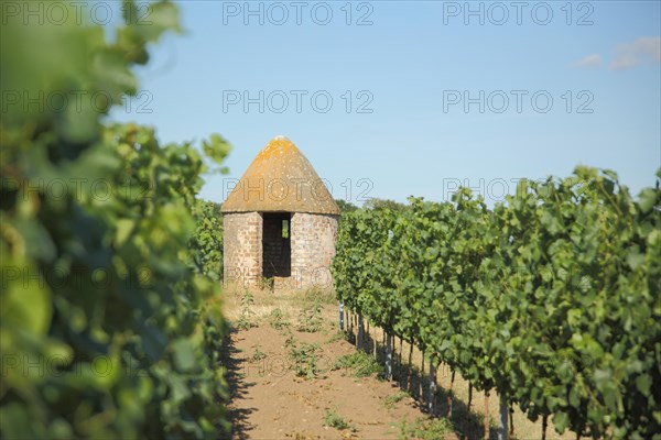 Trullo in the vineyards