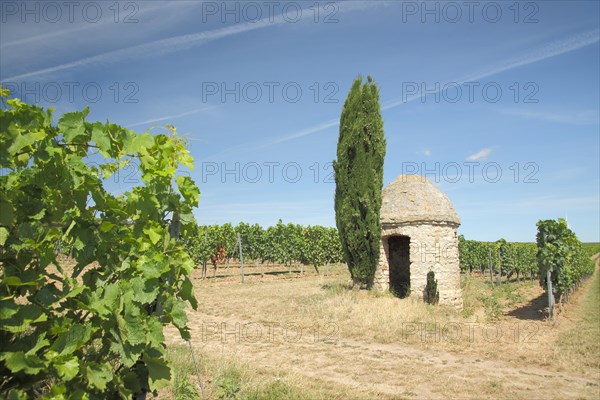 Trullo with cypress in the vineyards