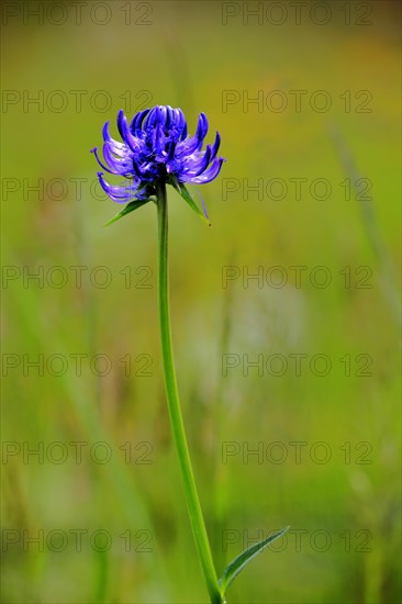 Round-headed rampion