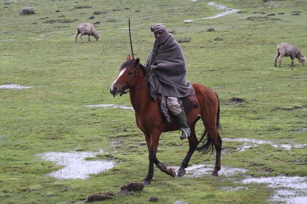 Local horseman and herdsman