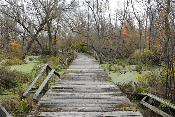 Damaged wooden footbridge in nature conservation park