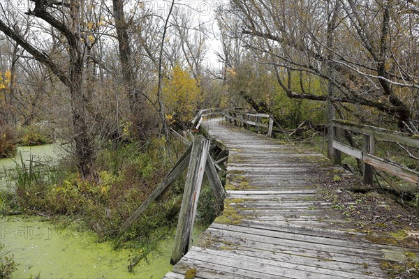 Damaged wooden footbridge in nature conservation park