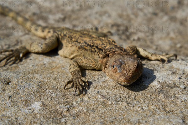 Caucasian agama