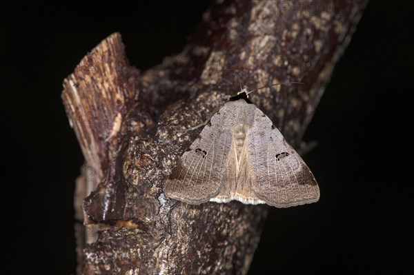 Bordered straw