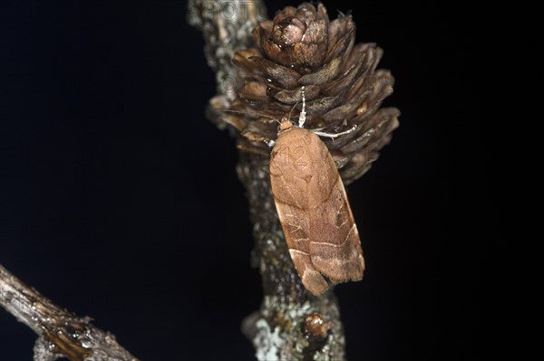 Broad-bordered yellow underwing