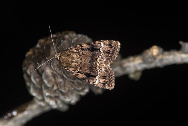 Copper underwing