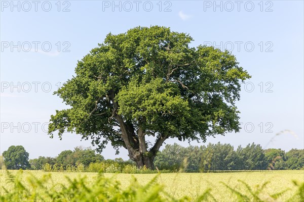 English oak tree 'Quercus robur' standing in field