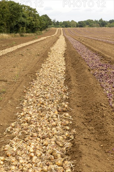Onion crop harvested in in rows acros field