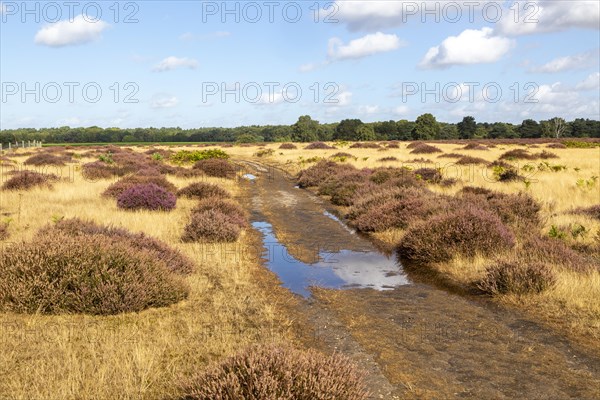 Track crossing heather and grass of heathland