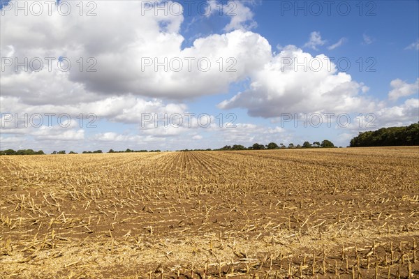 Stubble stalks in field after harvest of maize sweetcorn crop