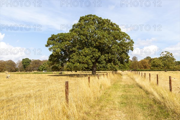 Field path Sycamore