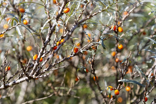 Orange berries of sea buckthorn