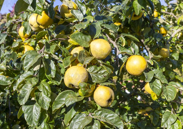 Close up of quince 'Cydonia oblonga' fruit and leaves on tree