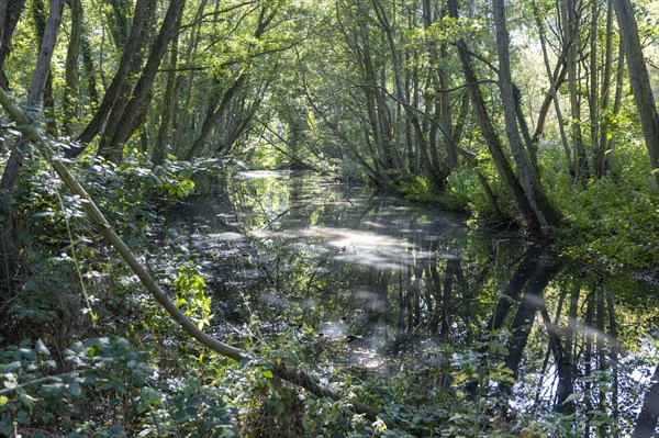 Still pond water shaded by trees