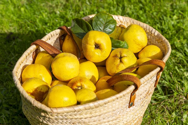 Close up wicker basket of fresh quince fruit on grass lawn