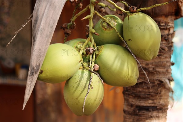 Green coconuts growing on coconut palm
