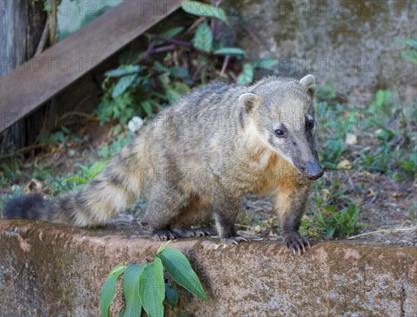 Coati white nosed coati