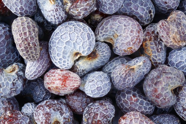 Seeds of the opium poppy