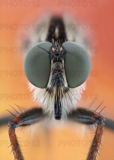 Head of a robber fly