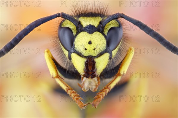 Portrait of a German vespula germanica