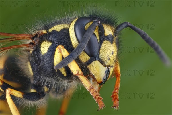 Head and thorax of a German vespula germanica