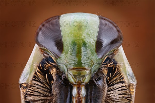 Head of a backswimmer