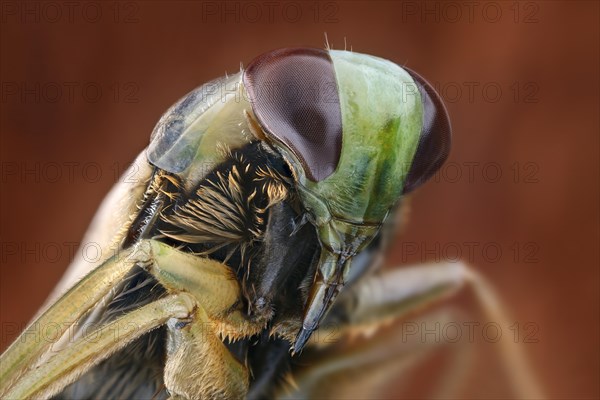 Close-up of a dorsal swimmer