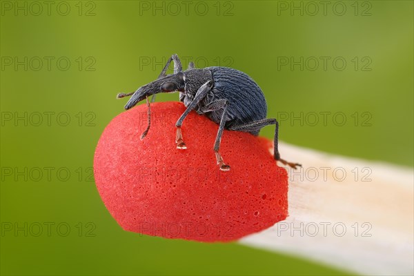 Small weevil