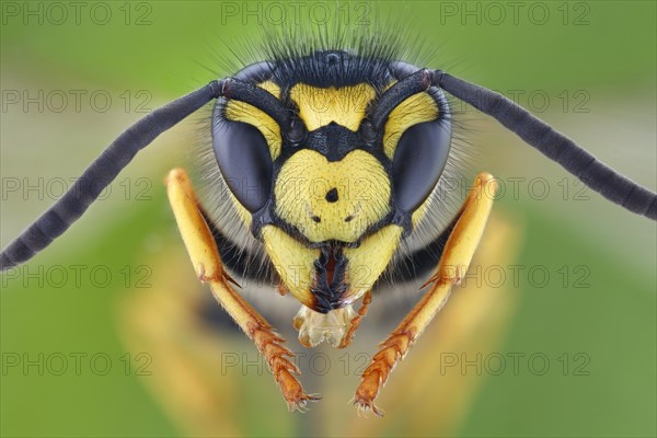 Head of a German vespula germanica