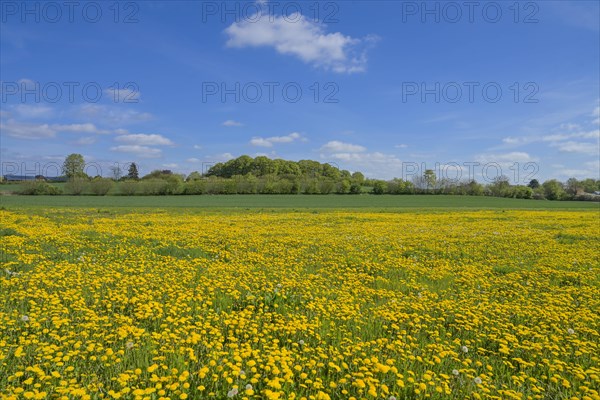 Meadow near Ratzeburg