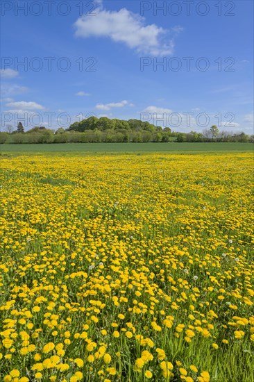 Meadow near Ratzeburg