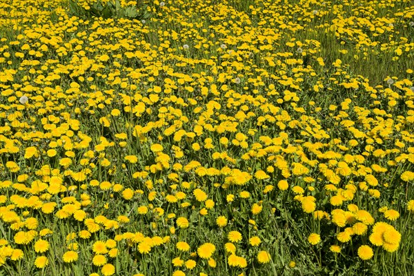 Meadow near Ratzeburg