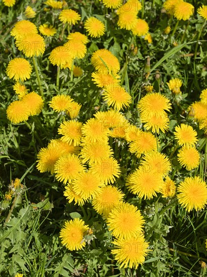 Meadow near Ratzeburg