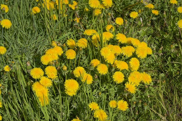 Meadow near Ratzeburg