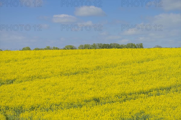 Rape field in bloom near Ratzeburg