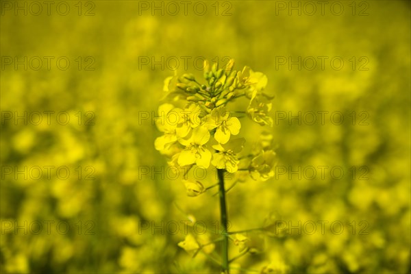 Rape field in bloom near Ratzeburg